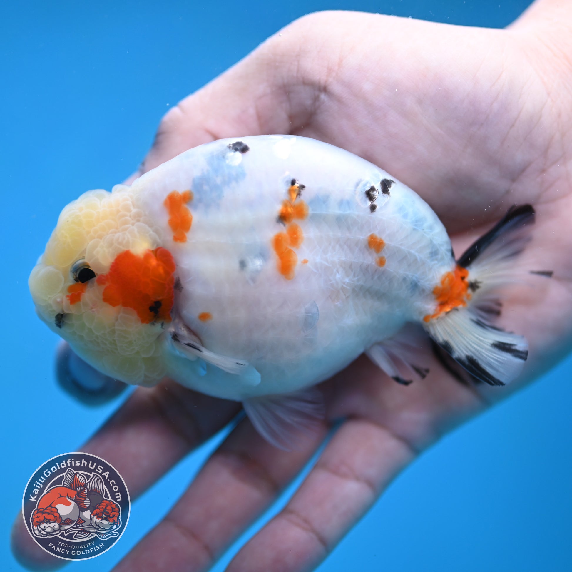 Calico Ranchu 4 inch Body (260116_RC08)