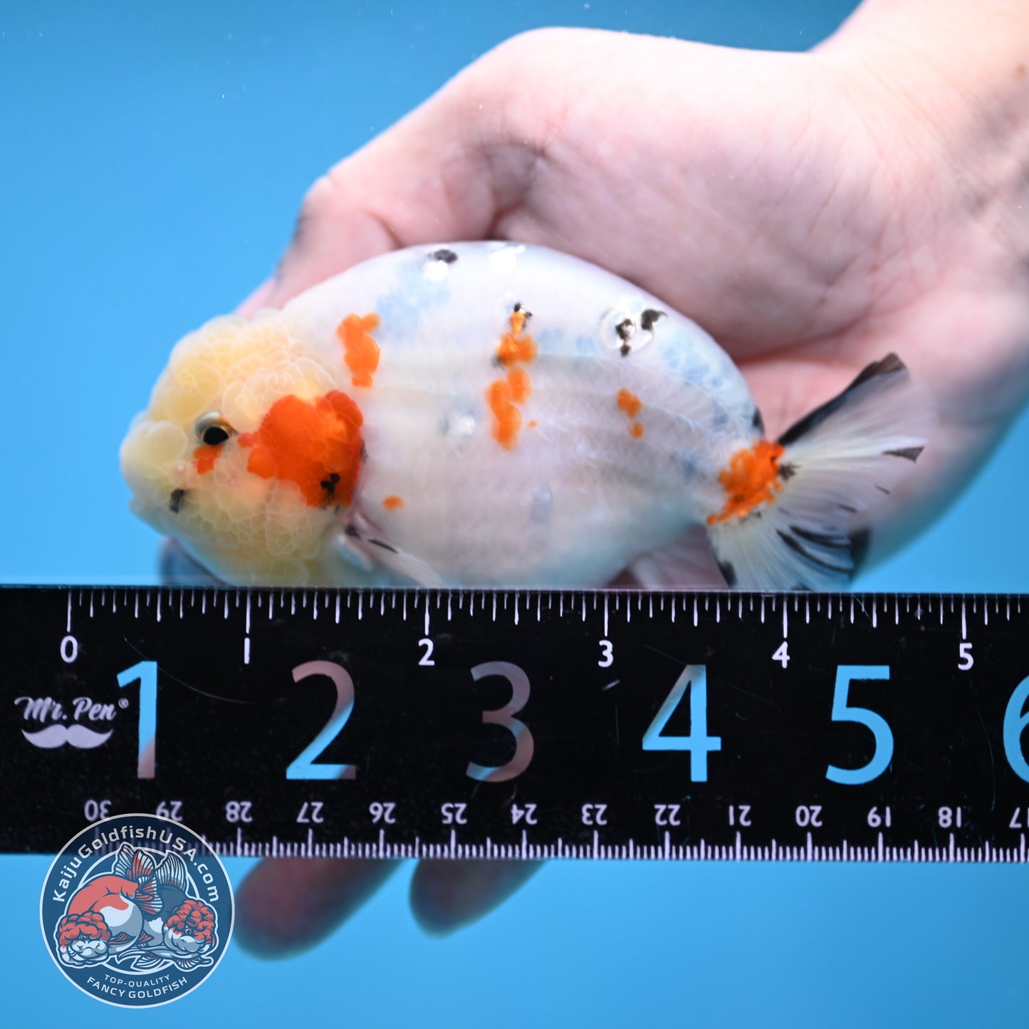 Calico Ranchu 4 inch Body (260116_RC08)