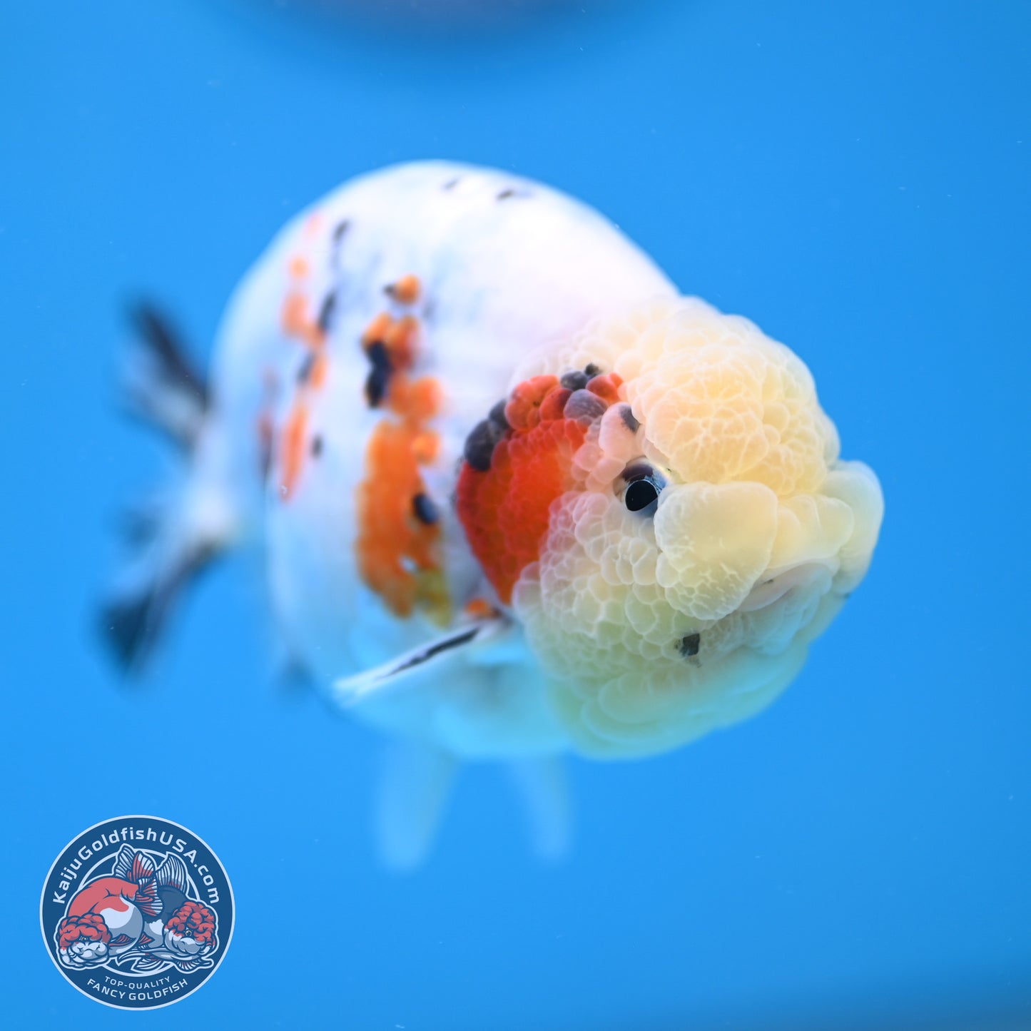 Calico Ranchu 4 inch Body (260116_RC08)