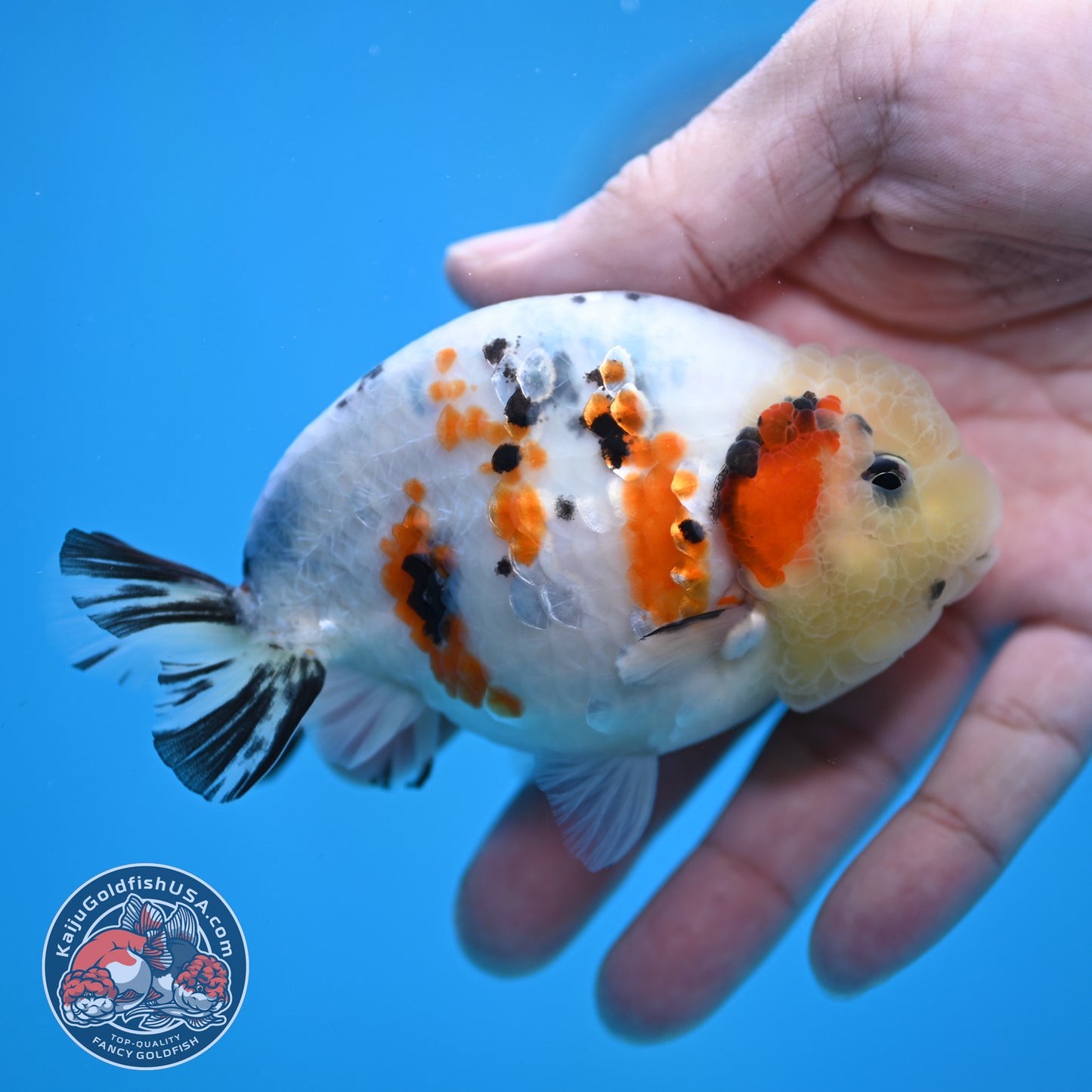 Calico Ranchu 4 inch Body (260116_RC08)