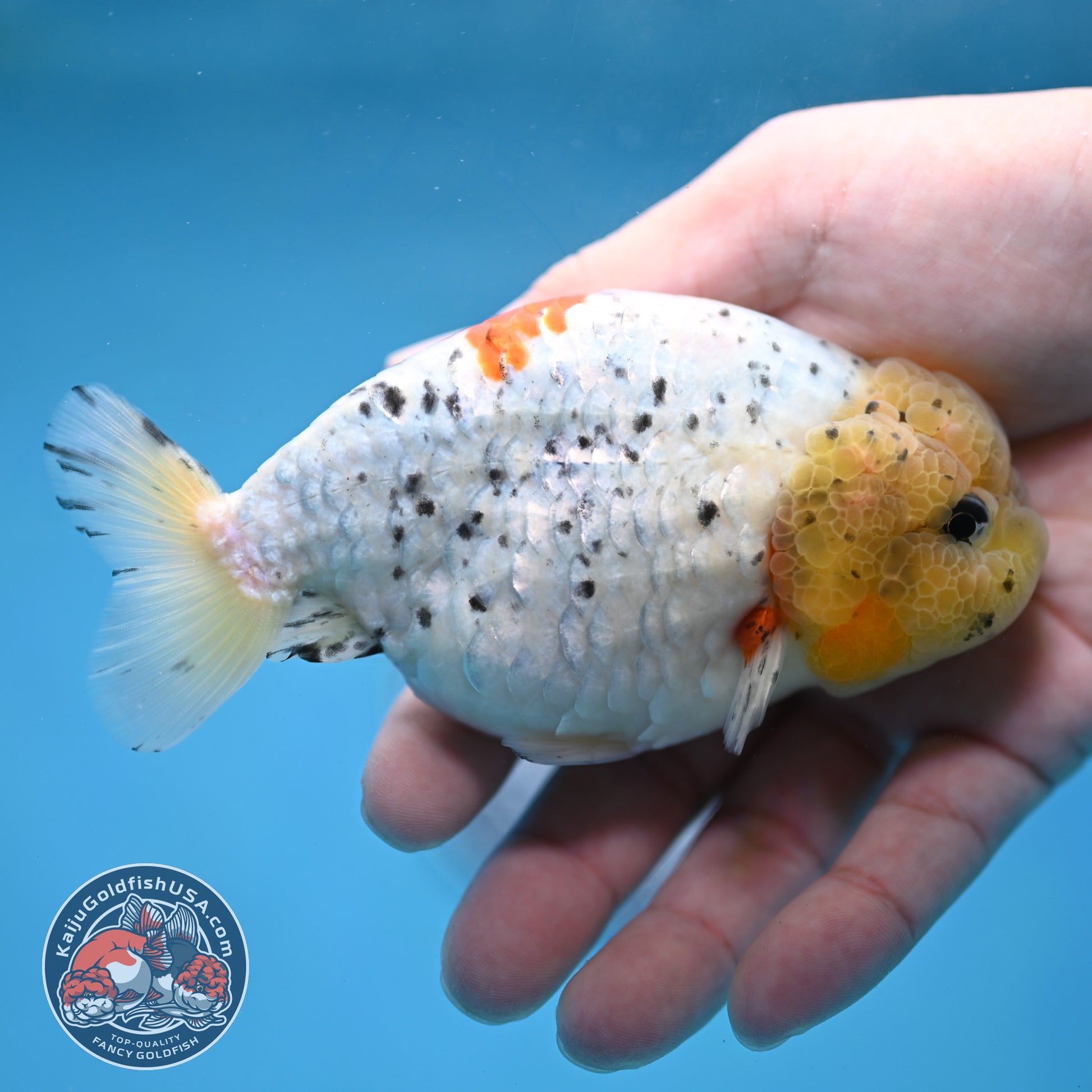 Calico Ranchu 4 inch Body (260213_RC02)