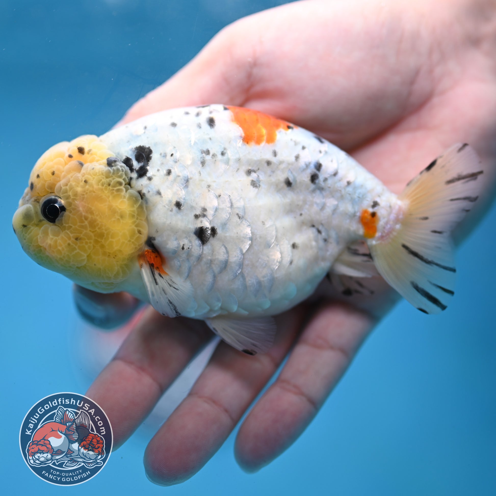 Calico Ranchu 4 inch Body (260213_RC02)