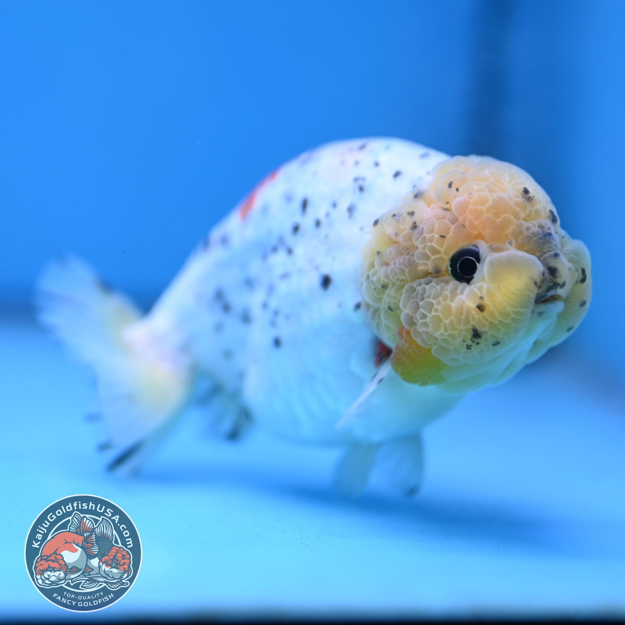 Caliga Ranch Calico Ranchu 4 inch Body (260213_RC02) – Kaiju Goldfish USA