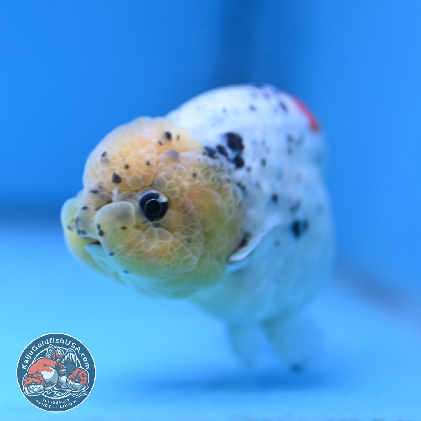 Calico Ranchu 4 inch Body (260213_RC02)