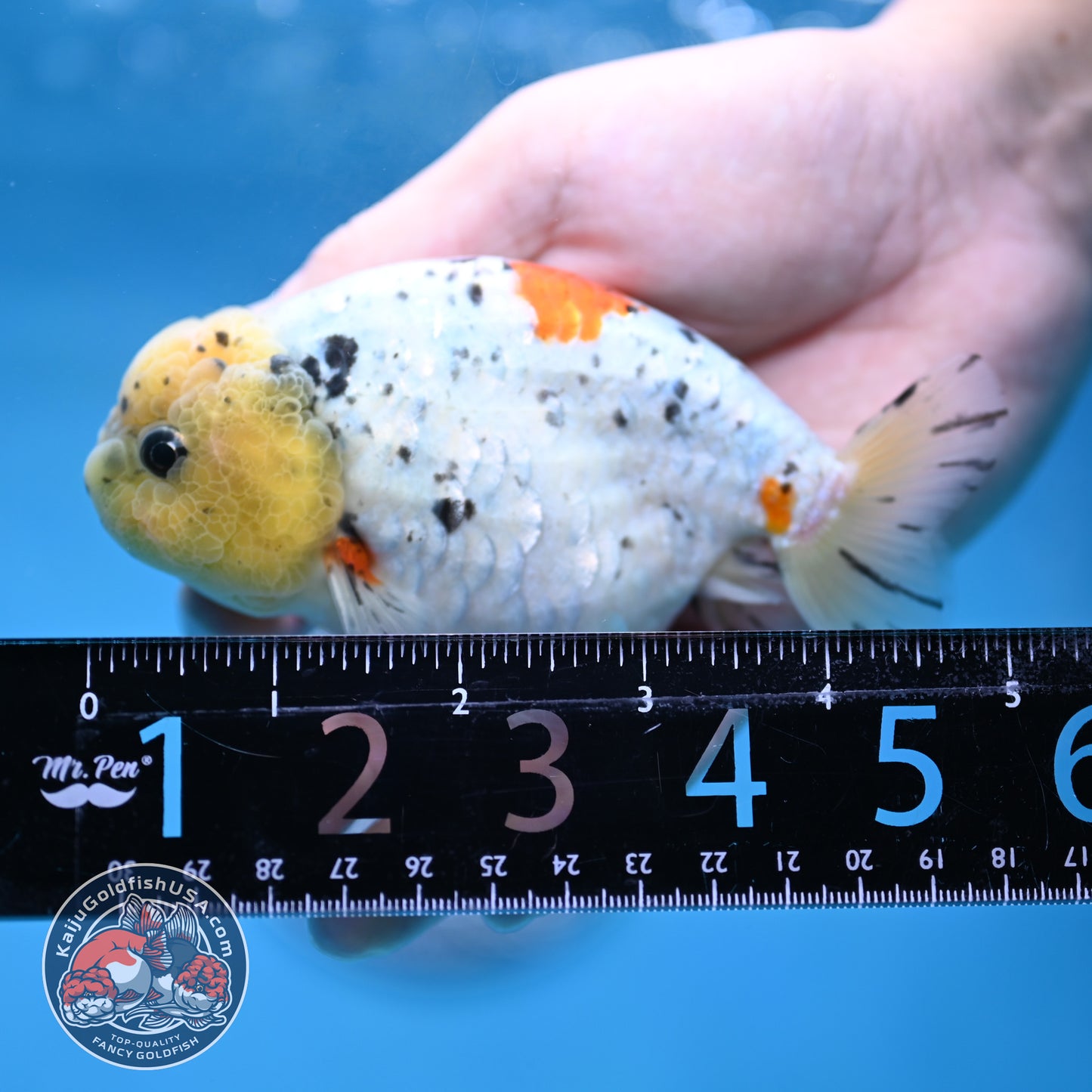 Calico Ranchu 4 inch Body (260213_RC02)