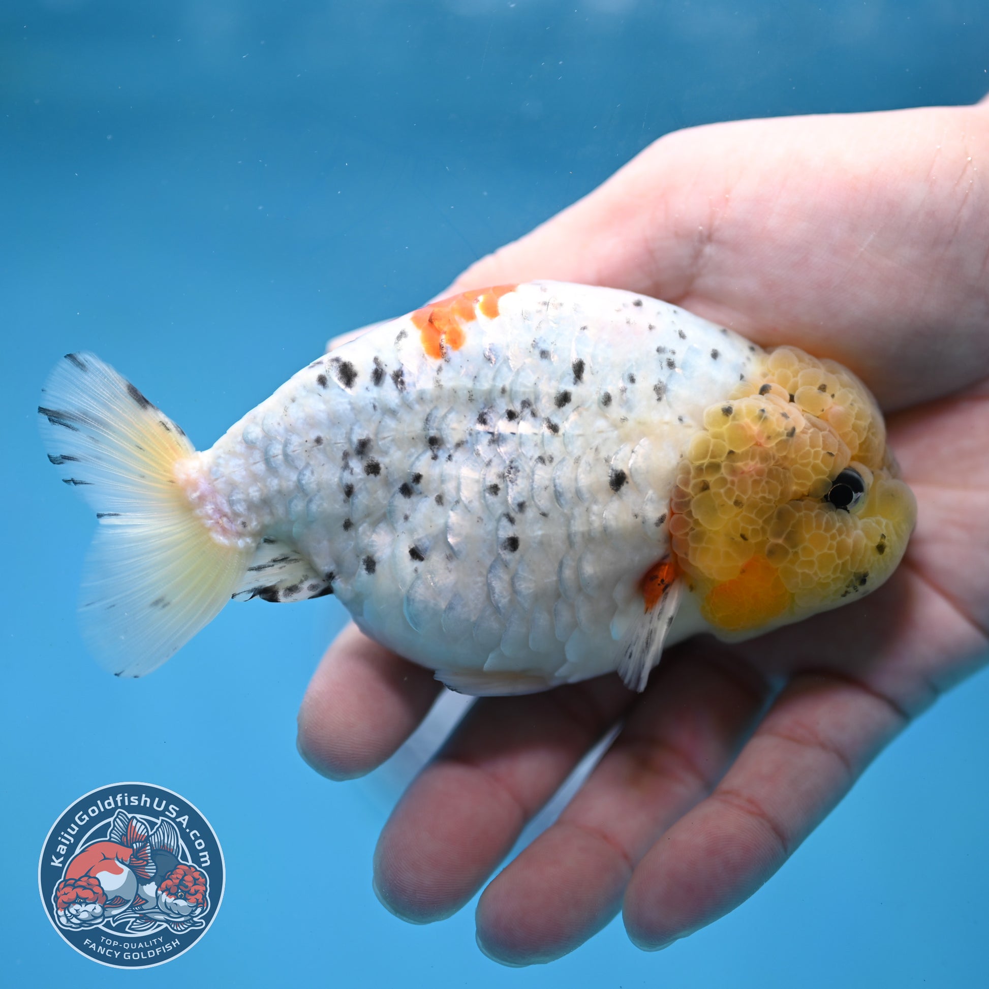 Calico Ranchu 4 inch Body (260213_RC02)