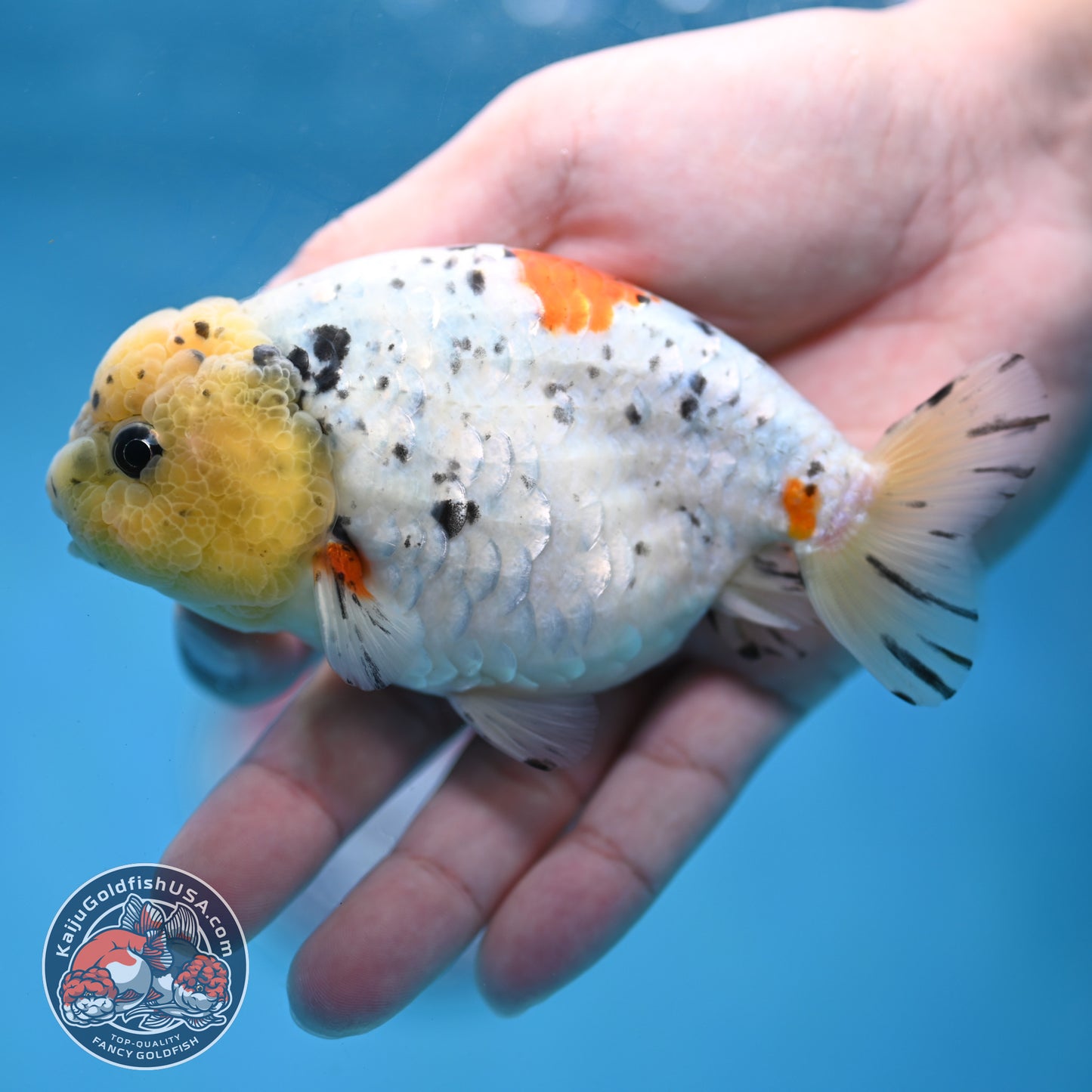 Calico Ranchu 4 inch Body (260213_RC02)