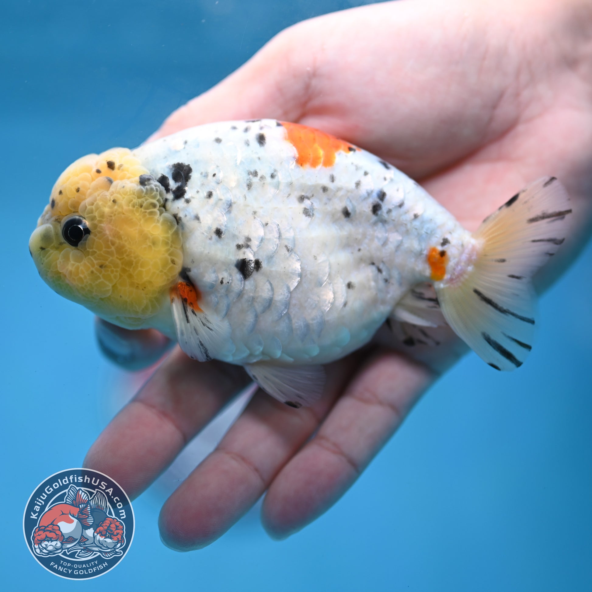 Calico Ranchu 4 inch Body (260213_RC02)
