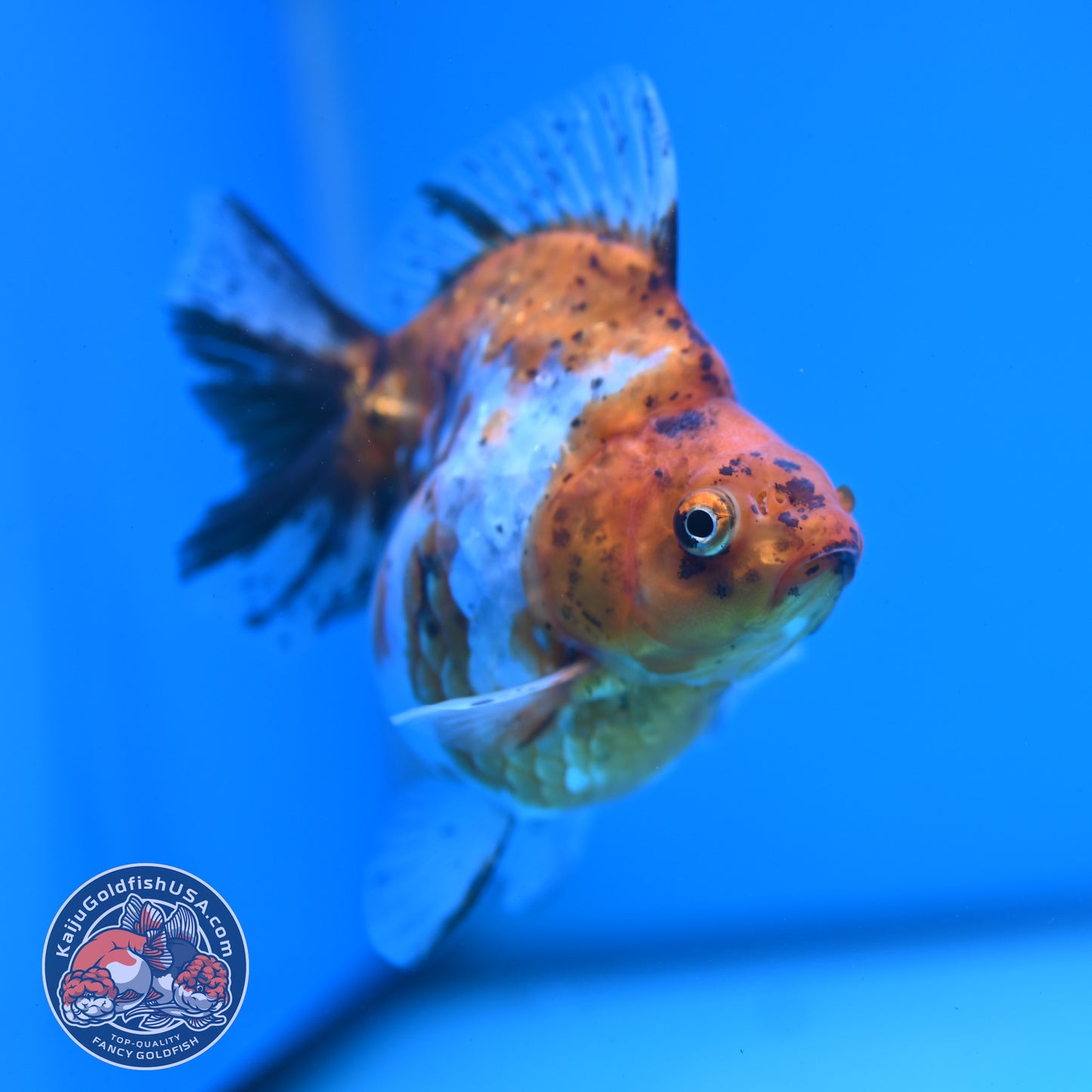 Calico Ryukin 4 inch Body (251107_RY01)