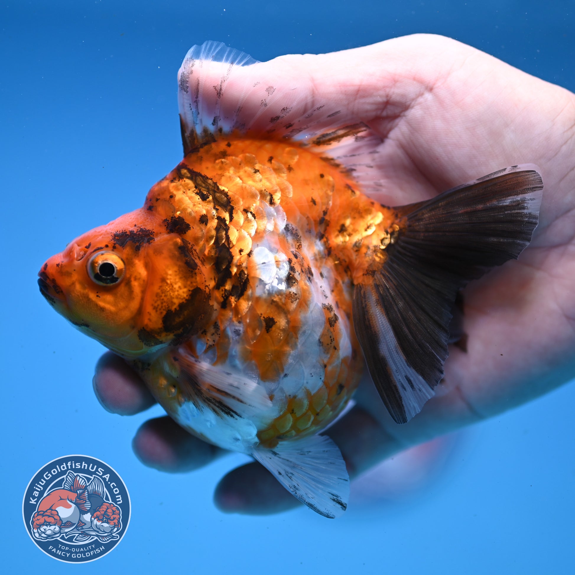 Calico Ryukin 4 inch Body (251107_RY01)