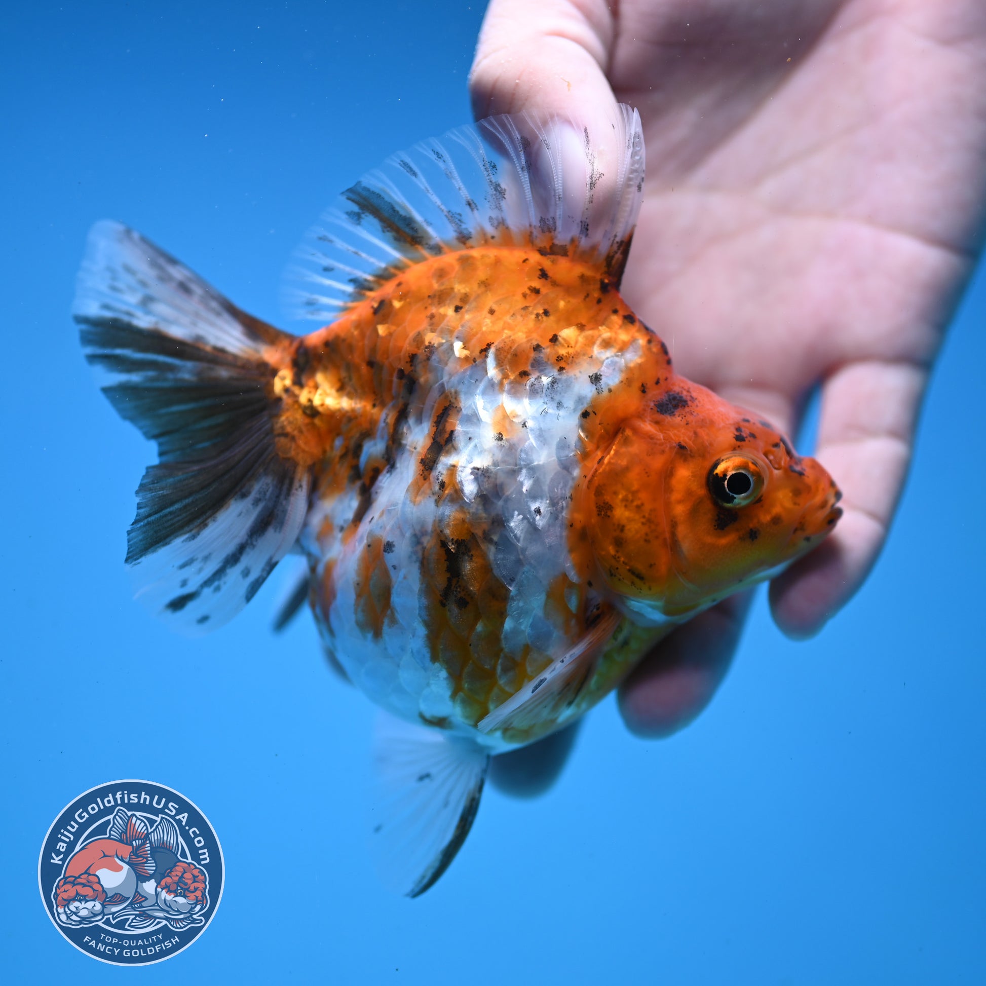 Calico Ryukin 4 inch Body (251107_RY01)