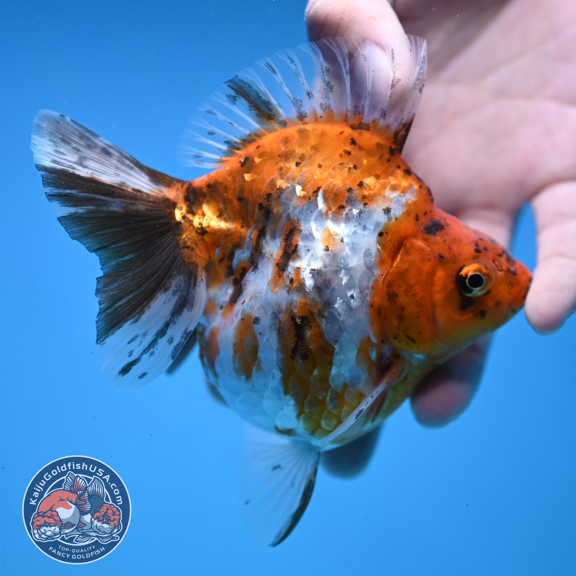 Calico Ryukin 4 inch Body (251107_RY01)