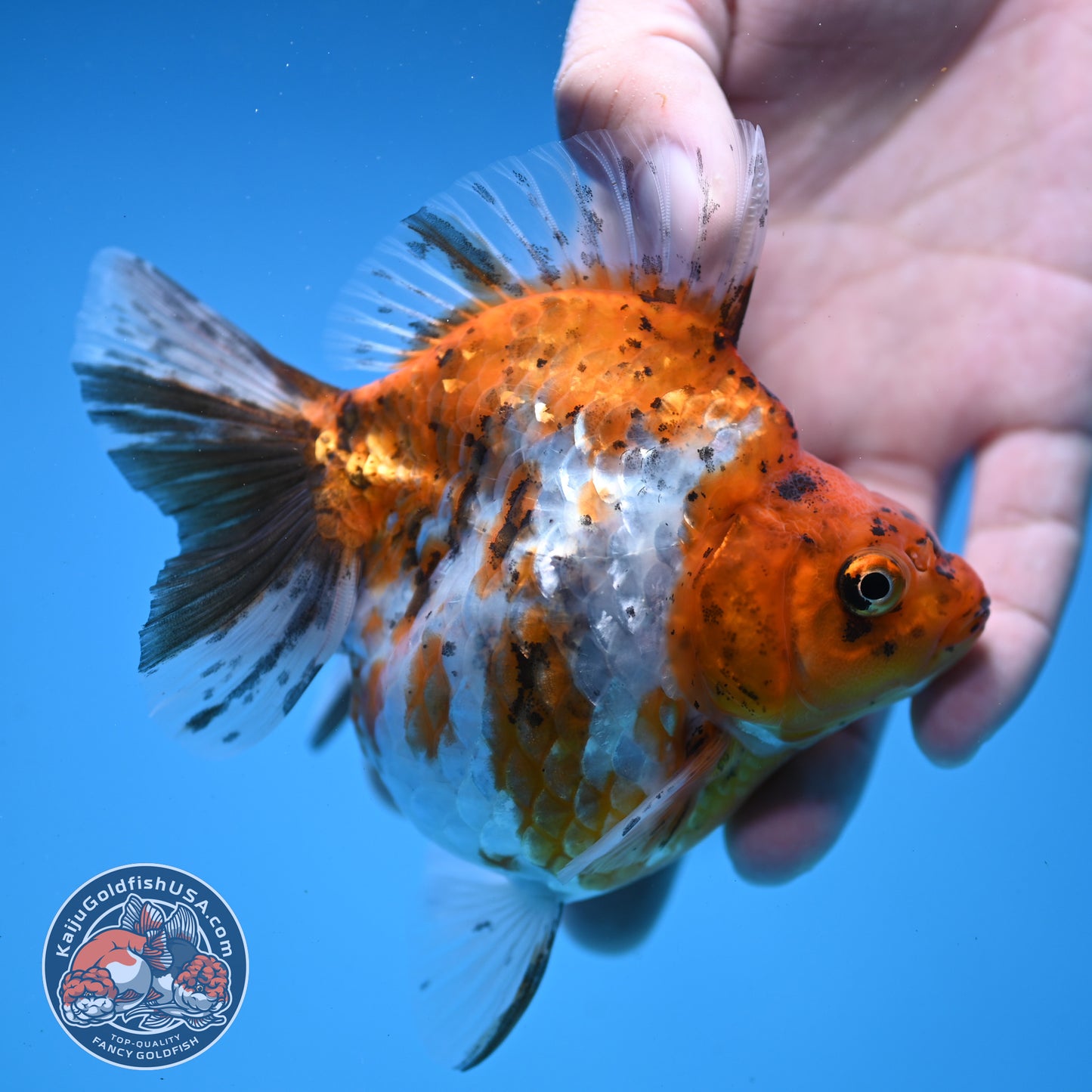 Calico Ryukin 4 inch Body (251107_RY01)