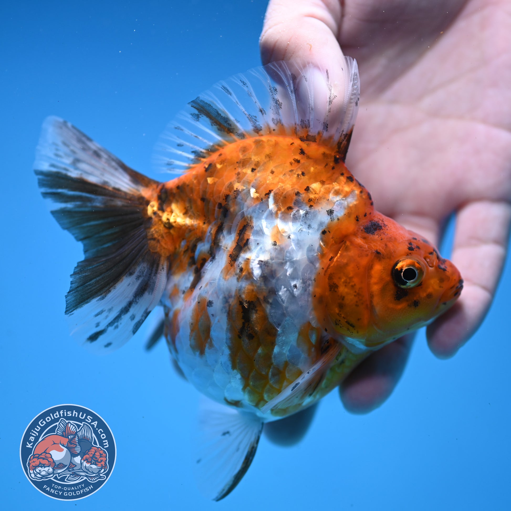 Calico Ryukin 4 inch Body (251107_RY01)