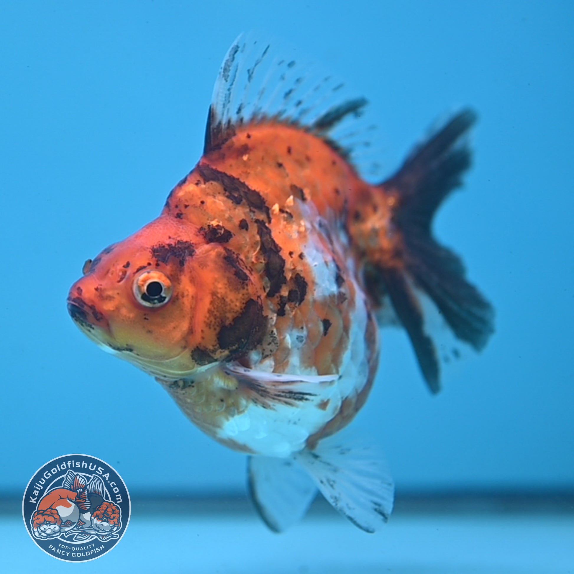 Calico Ryukin 4 inch Body (251107_RY01)