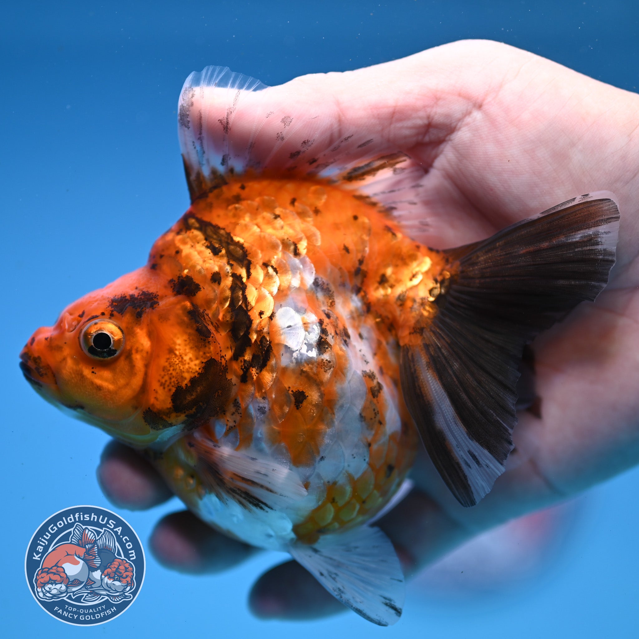 Calico Ryukin 4 inch Body (251107_RY01) – Kaiju Goldfish USA