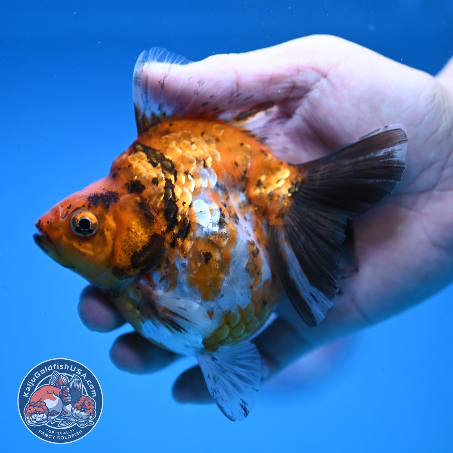 Calico Ryukin 4 inch Body (251107_RY01)