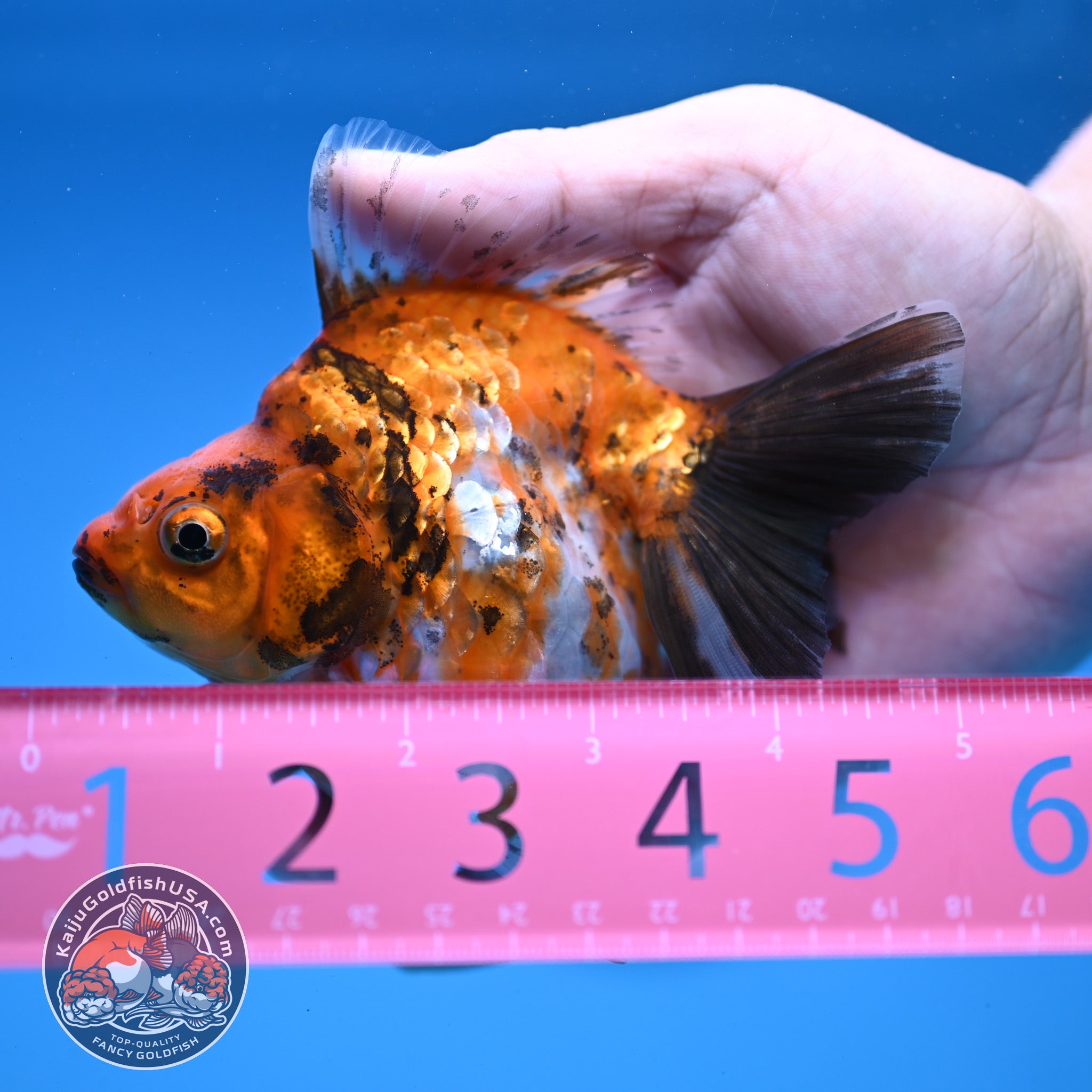 Calico Ryukin 4 inch Body (251107_RY01) – Kaiju Goldfish USA