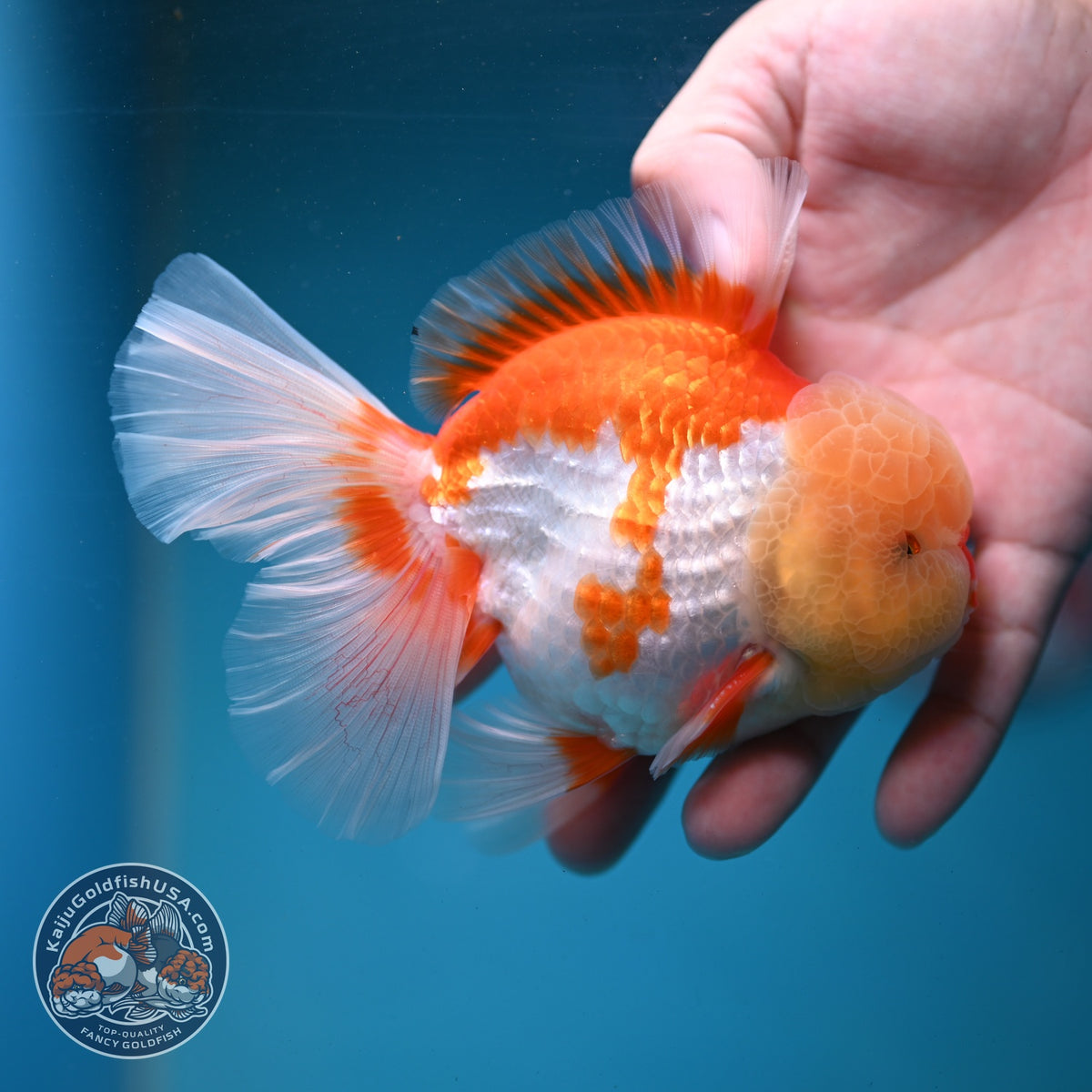 Chicken Face Red White Orchid Tail Oranda 3.5 inch Body (260904_OR01)