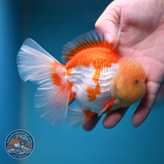 Chicken Face Red White Orchid Tail Oranda 3.5 inch Body (260904_OR01)