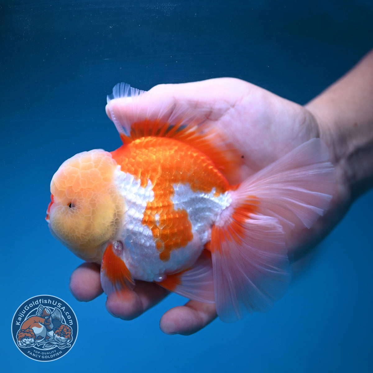 Chicken Face Red White Orchid Tail Oranda 3.5 inch Body (260904_OR01)