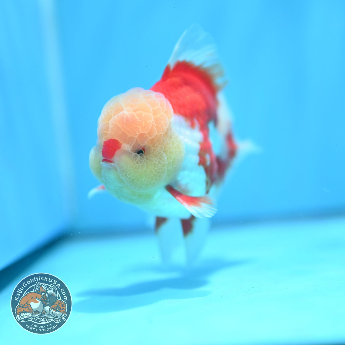 Chicken Face Red White Orchid Tail Oranda 3.5 inch Body (260904_OR01)