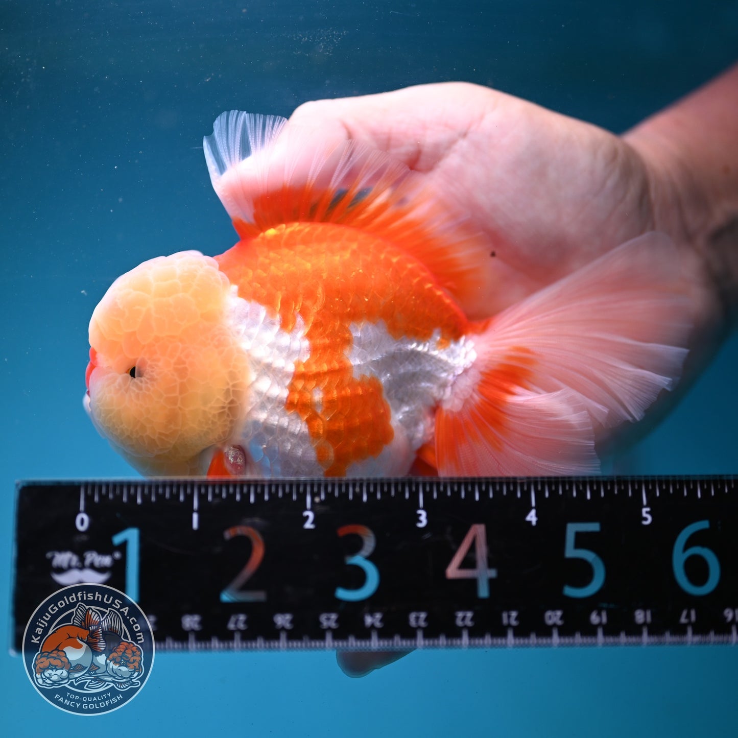 Chicken Face Red White Orchid Tail Oranda 3.5 inch Body (260904_OR01)