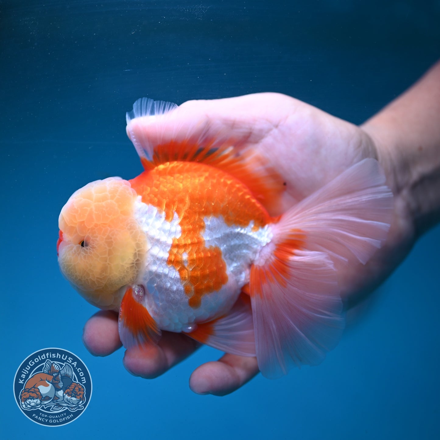 Chicken Face Red White Orchid Tail Oranda 3.5 inch Body (260904_OR01)