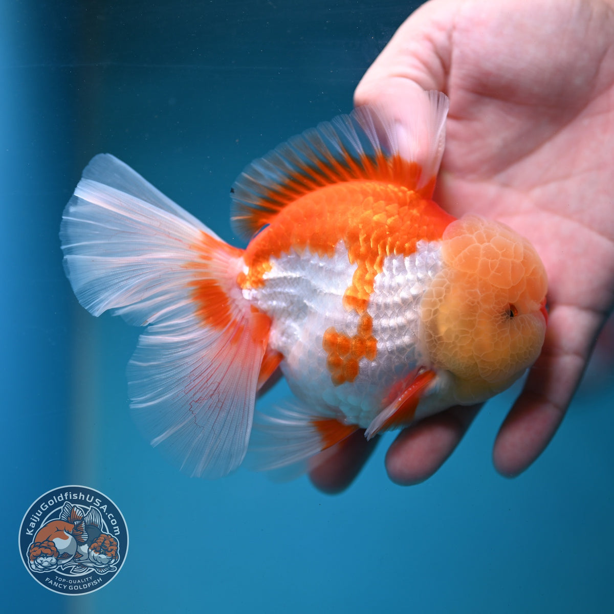Chicken Face Red White Orchid Tail Oranda 3.5 inch Body (260904_OR01)