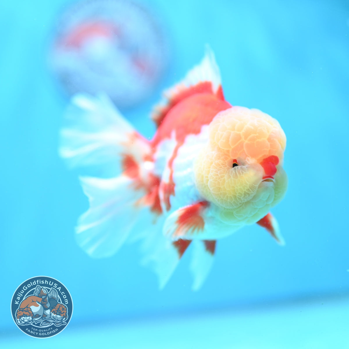 Chicken Face Red White Orchid Tail Oranda 3.5 inch Body (260904_OR01)