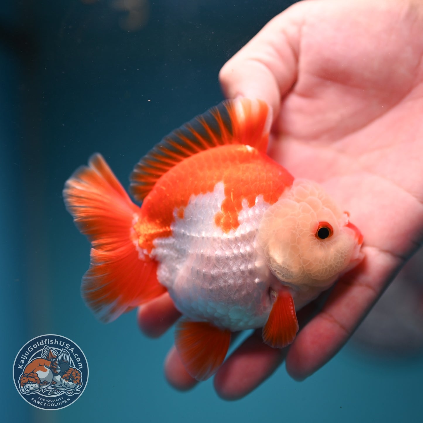 Chicken Face Red White YuanBao Oranda 3.5 inch Body (260814_OR17)