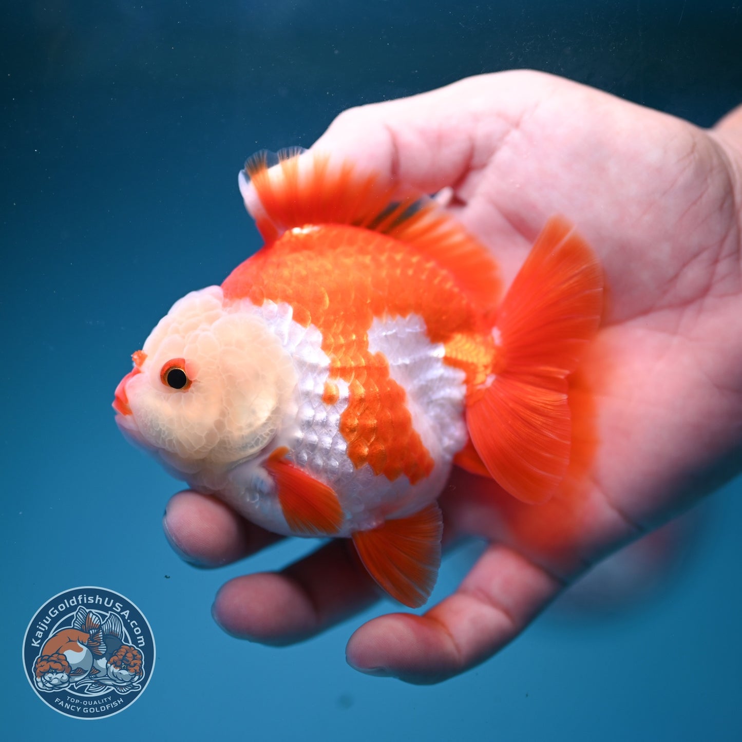 Chicken Face Red White YuanBao Oranda 3.5 inch Body (260814_OR17)