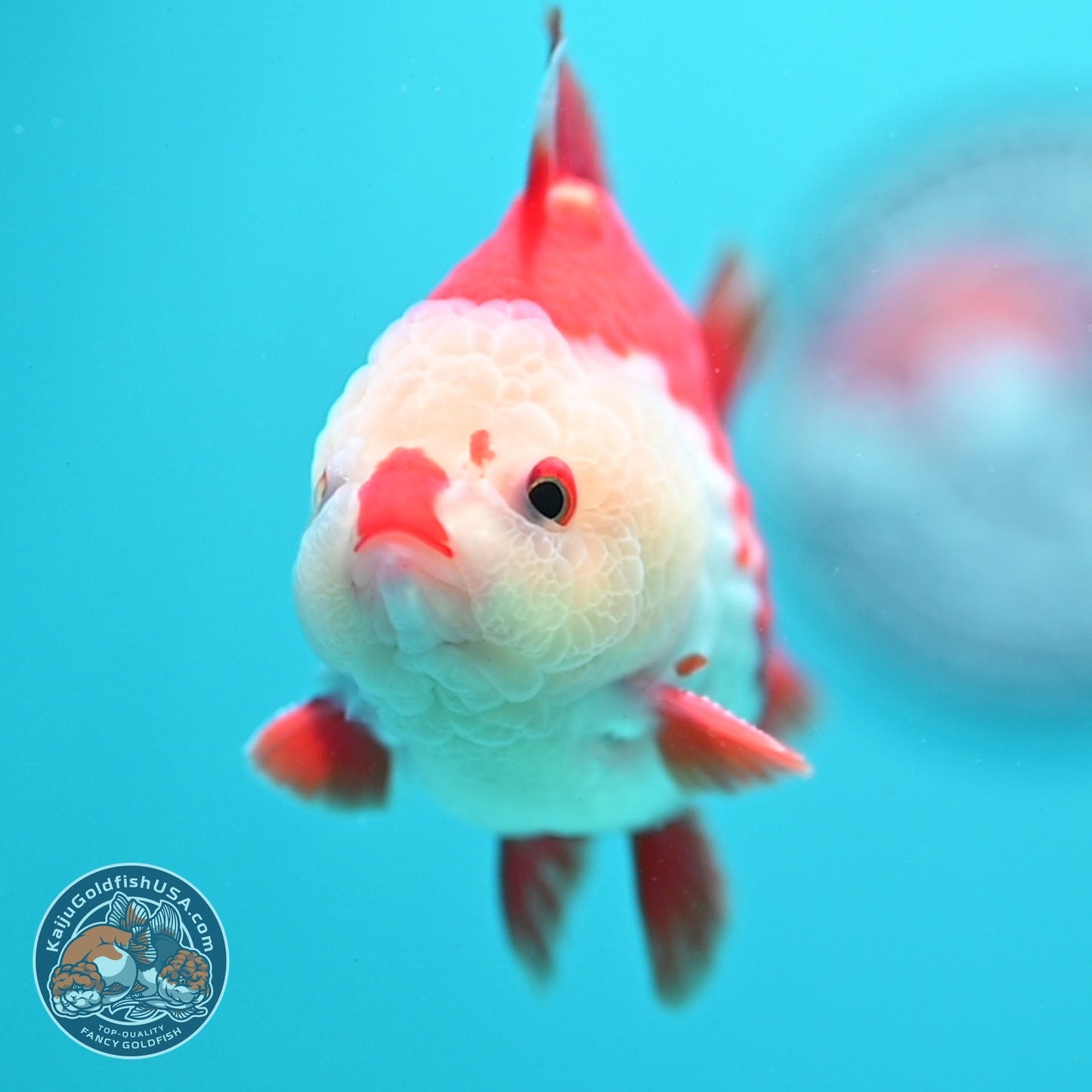 Chicken Face Red White YuanBao Oranda 3.5 inch Body (260814_OR17)
