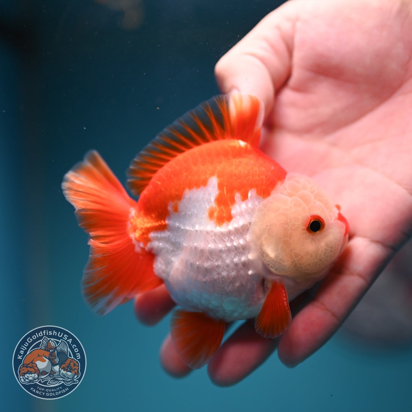 Chicken Face Red White YuanBao Oranda 3.5 inch Body (260814_OR17)