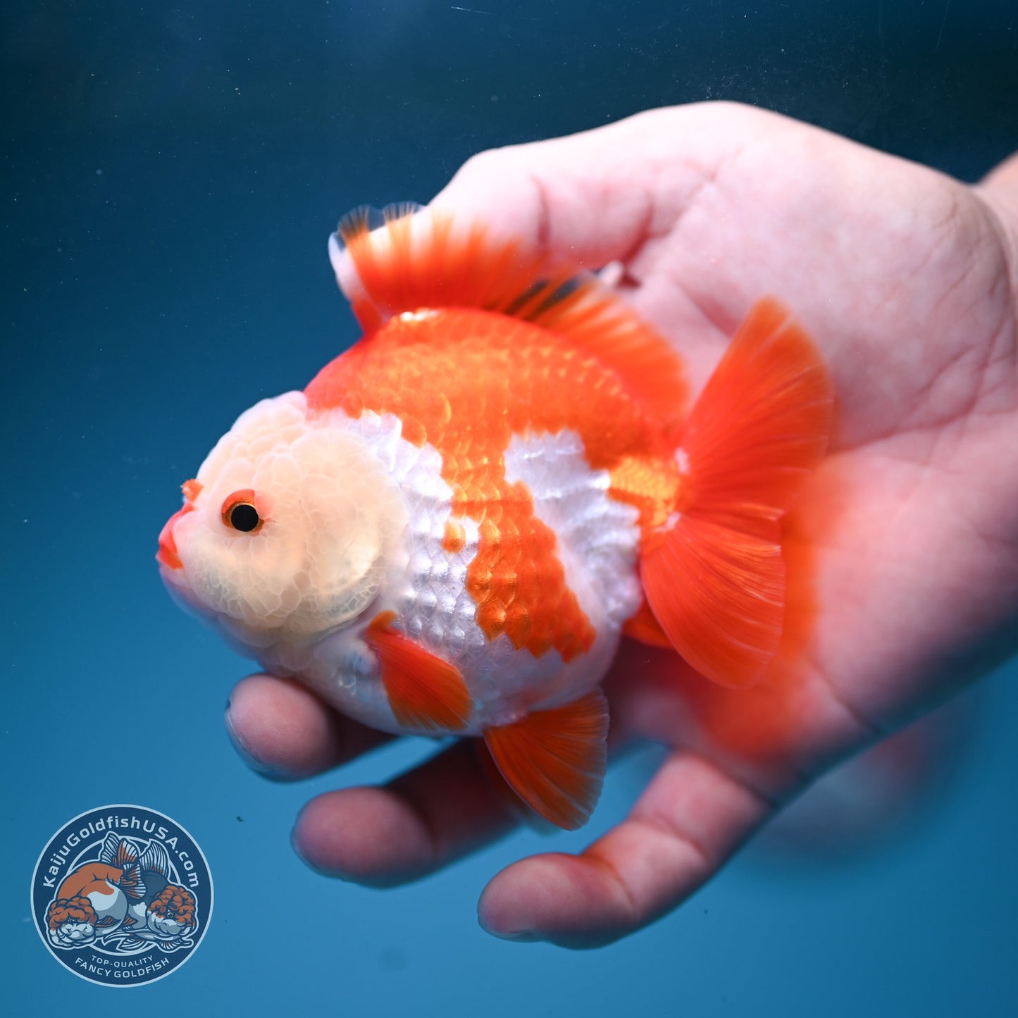 Chicken Face Red White YuanBao Oranda 3.5 inch Body (260814_OR17)
