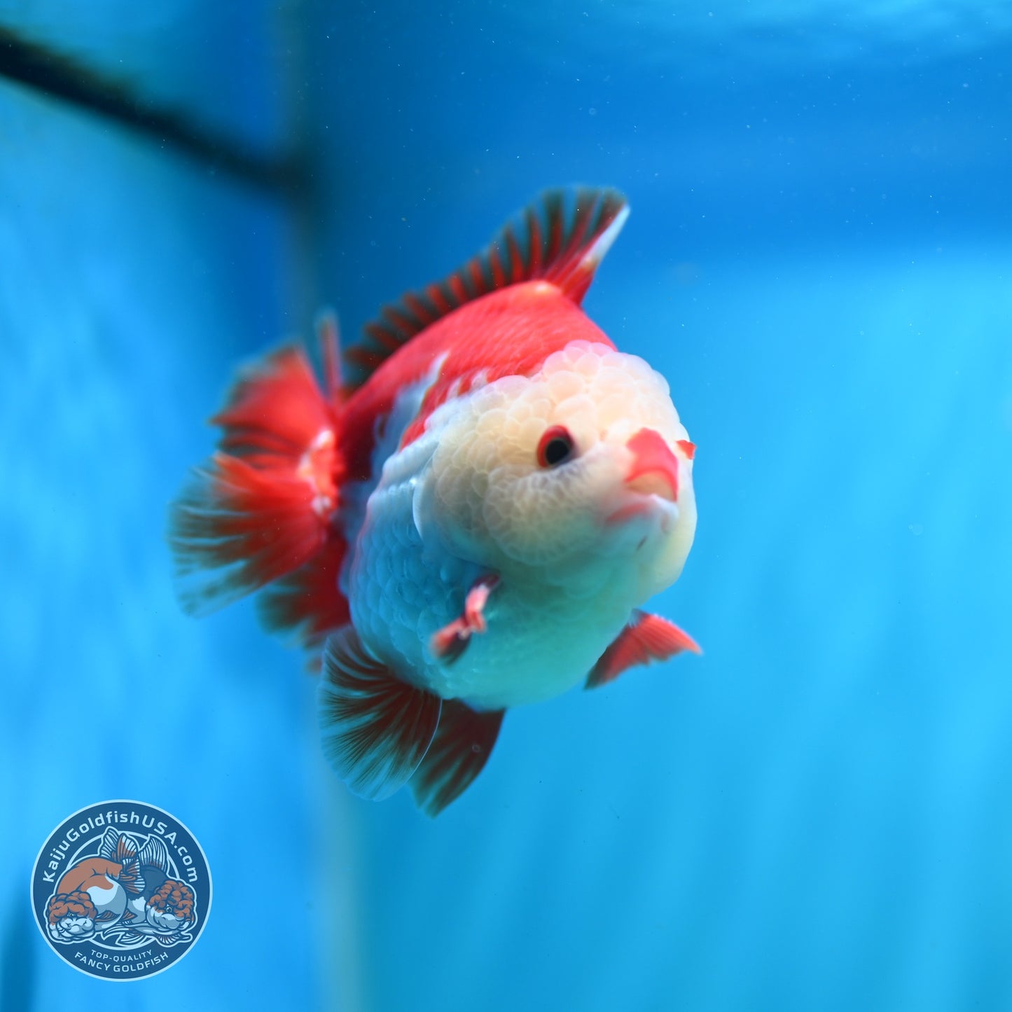 Chicken Face Red White YuanBao Oranda 3.5 inch Body (260814_OR17)