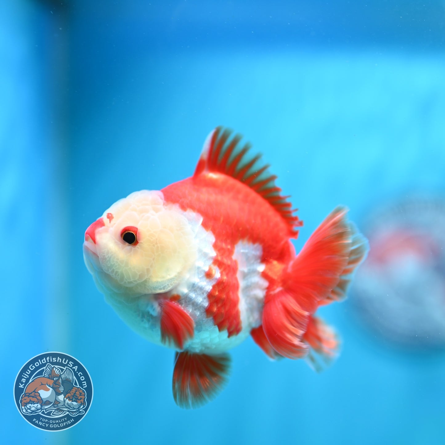Chicken Face Red White YuanBao Oranda 3.5 inch Body (260814_OR17)