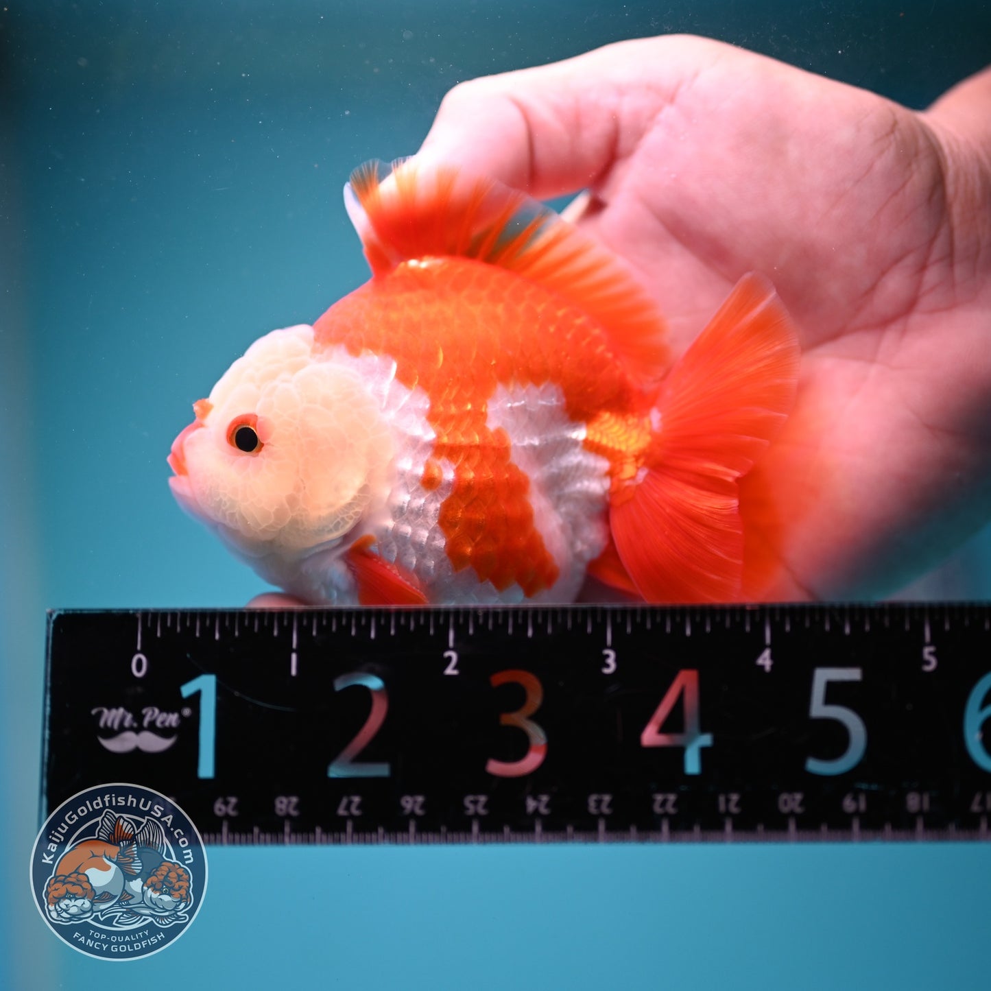 Chicken Face Red White YuanBao Oranda 3.5 inch Body (260814_OR17)