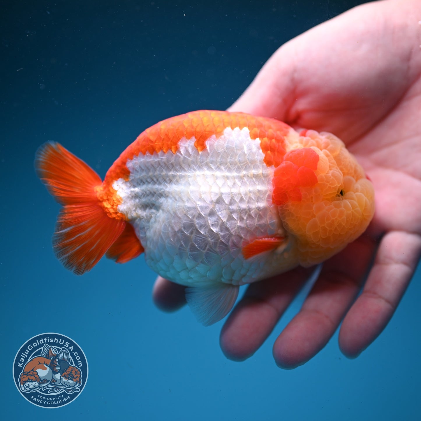 Chubby Face Buffalo Ranchu 4 inch Body (260814_RC01)