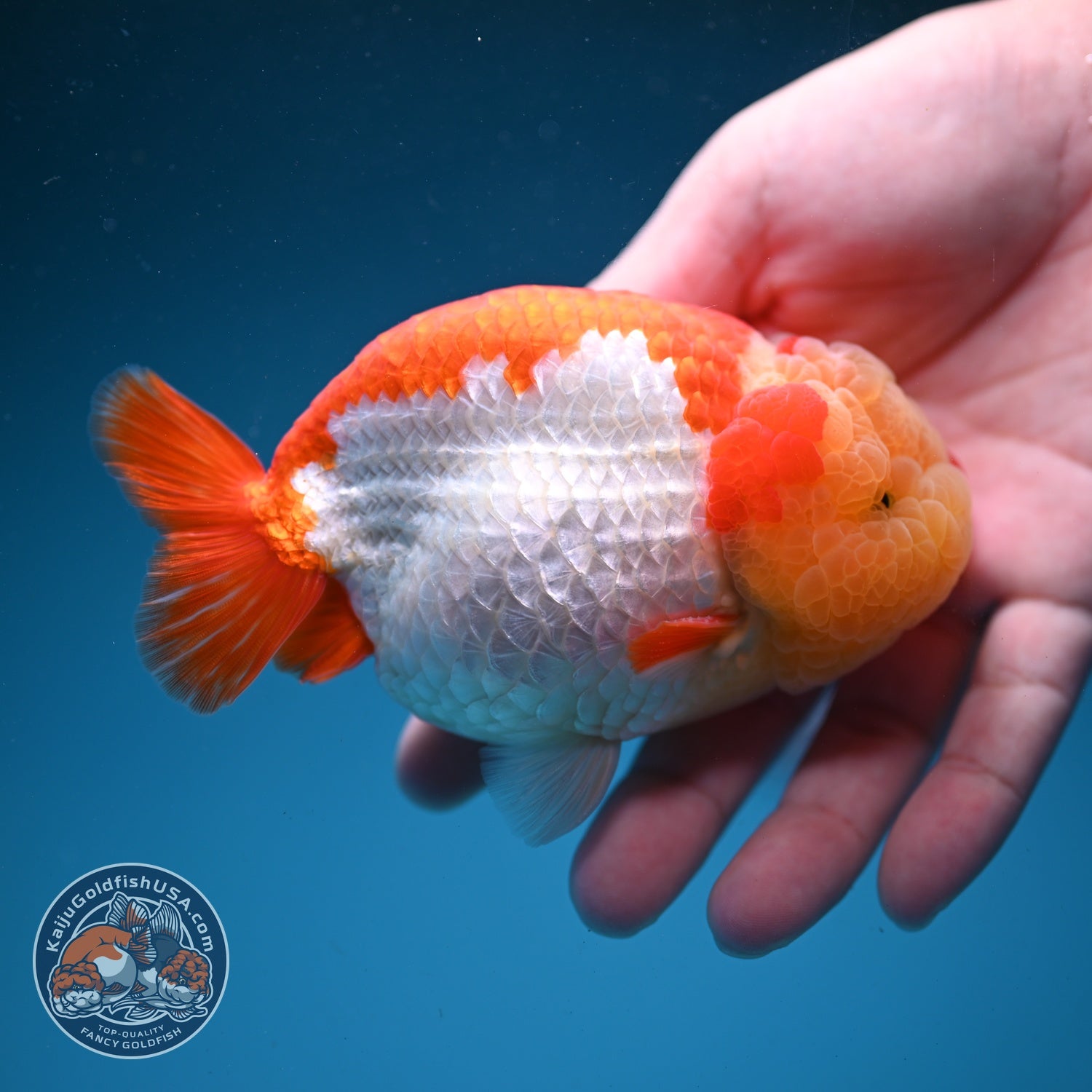 Chubby Face Buffalo Ranchu 4 inch Body (260814_RC01)