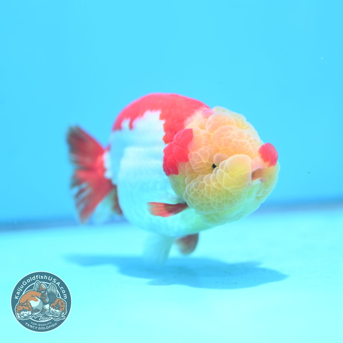 Chubby Face Buffalo Ranchu 4 inch Body (260814_RC01)