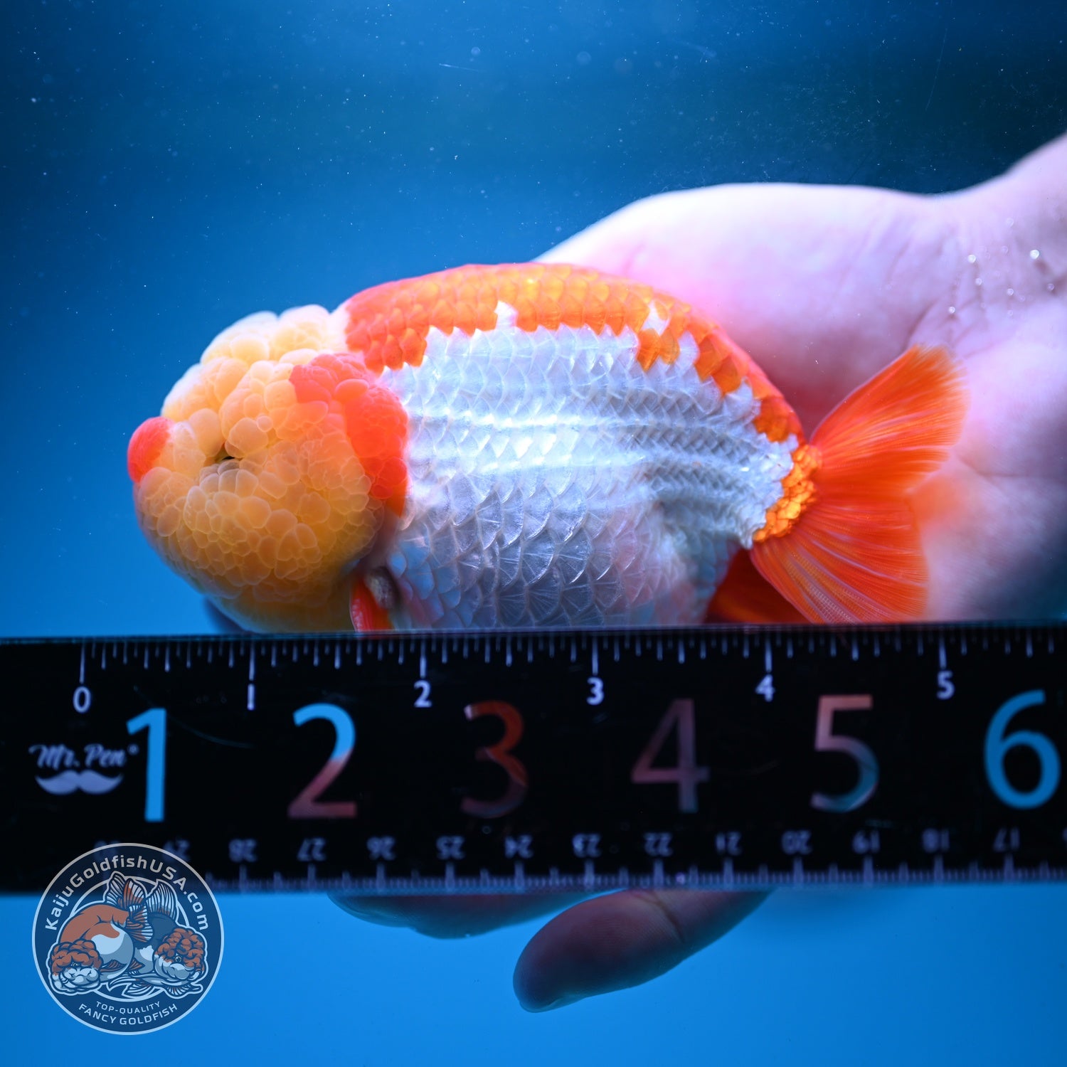Chubby Face Buffalo Ranchu 4 inch Body (260814_RC01)