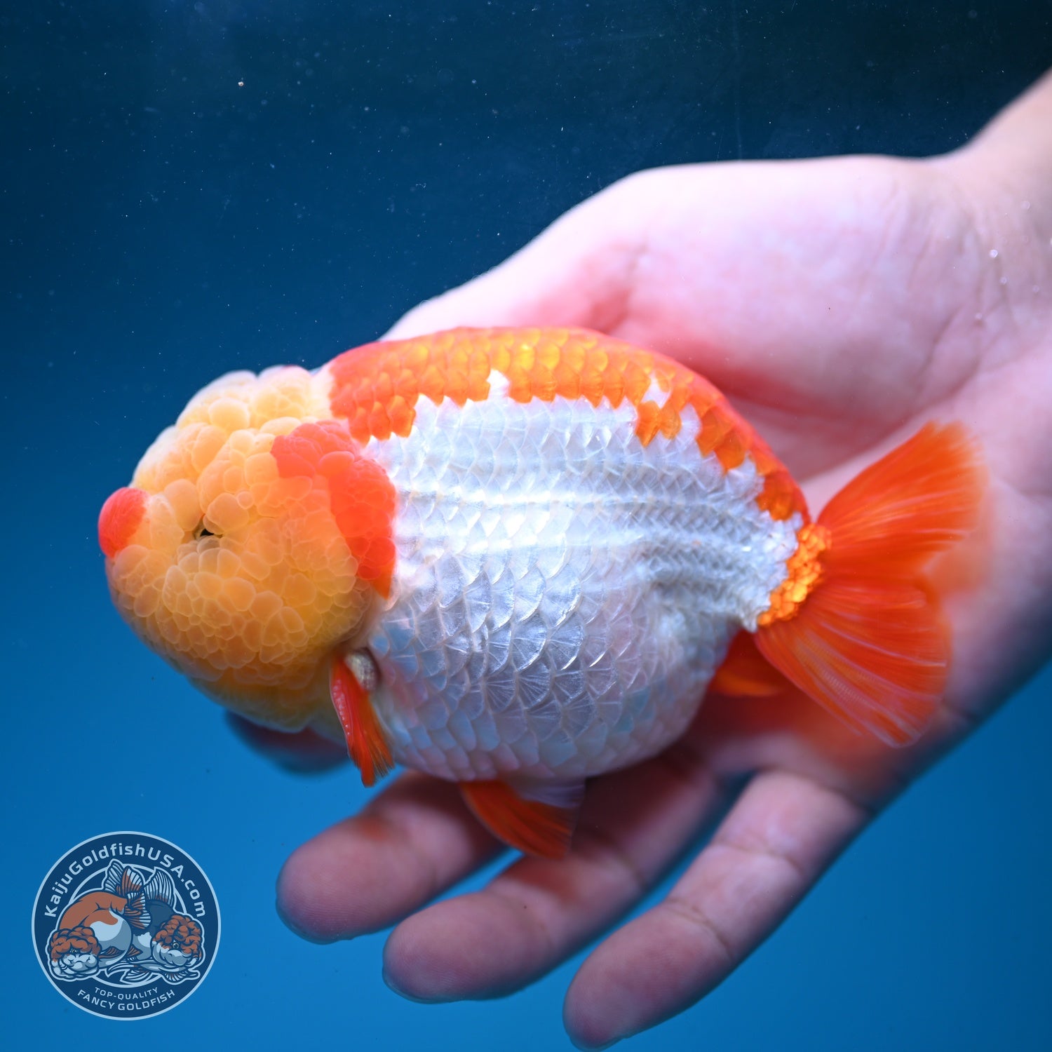 Chubby Face Buffalo Ranchu 4 inch Body (260814_RC01)