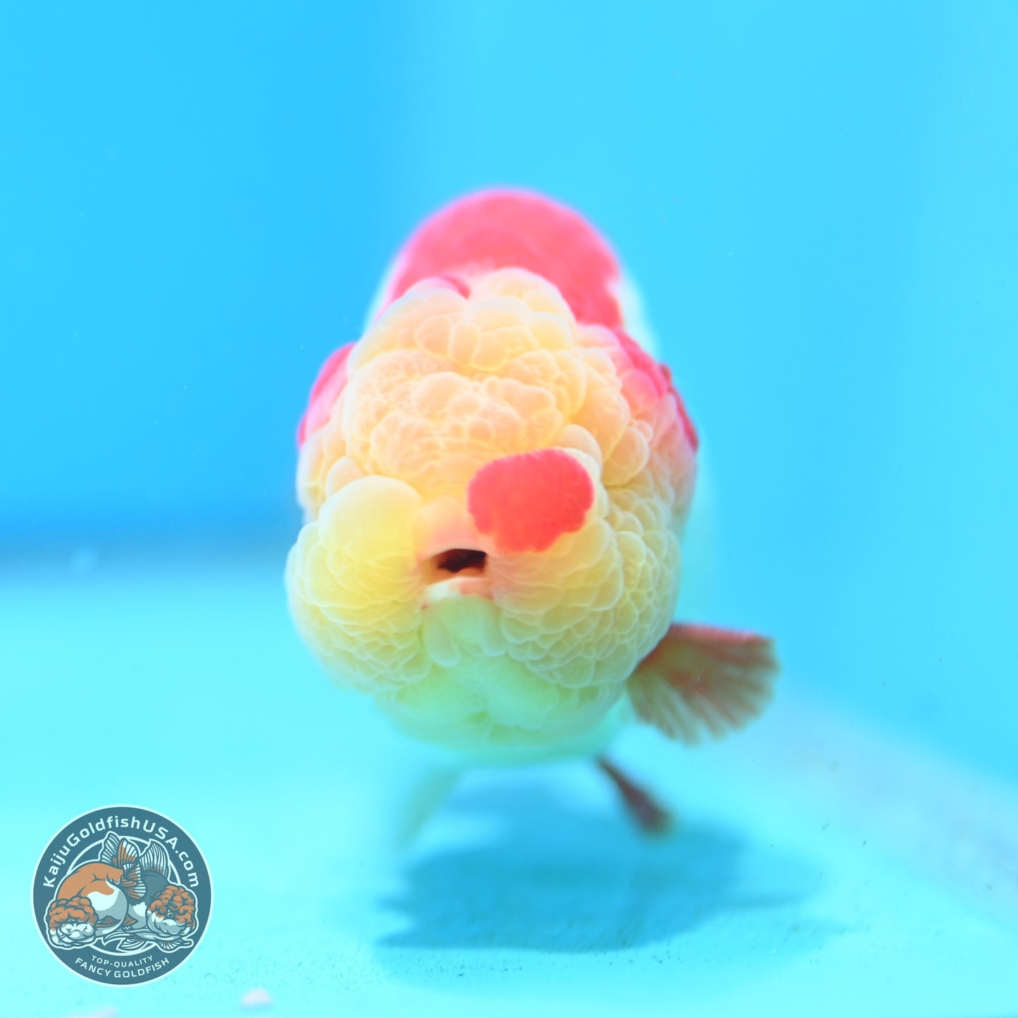 Chubby Face Buffalo Ranchu 4 inch Body (260814_RC01)