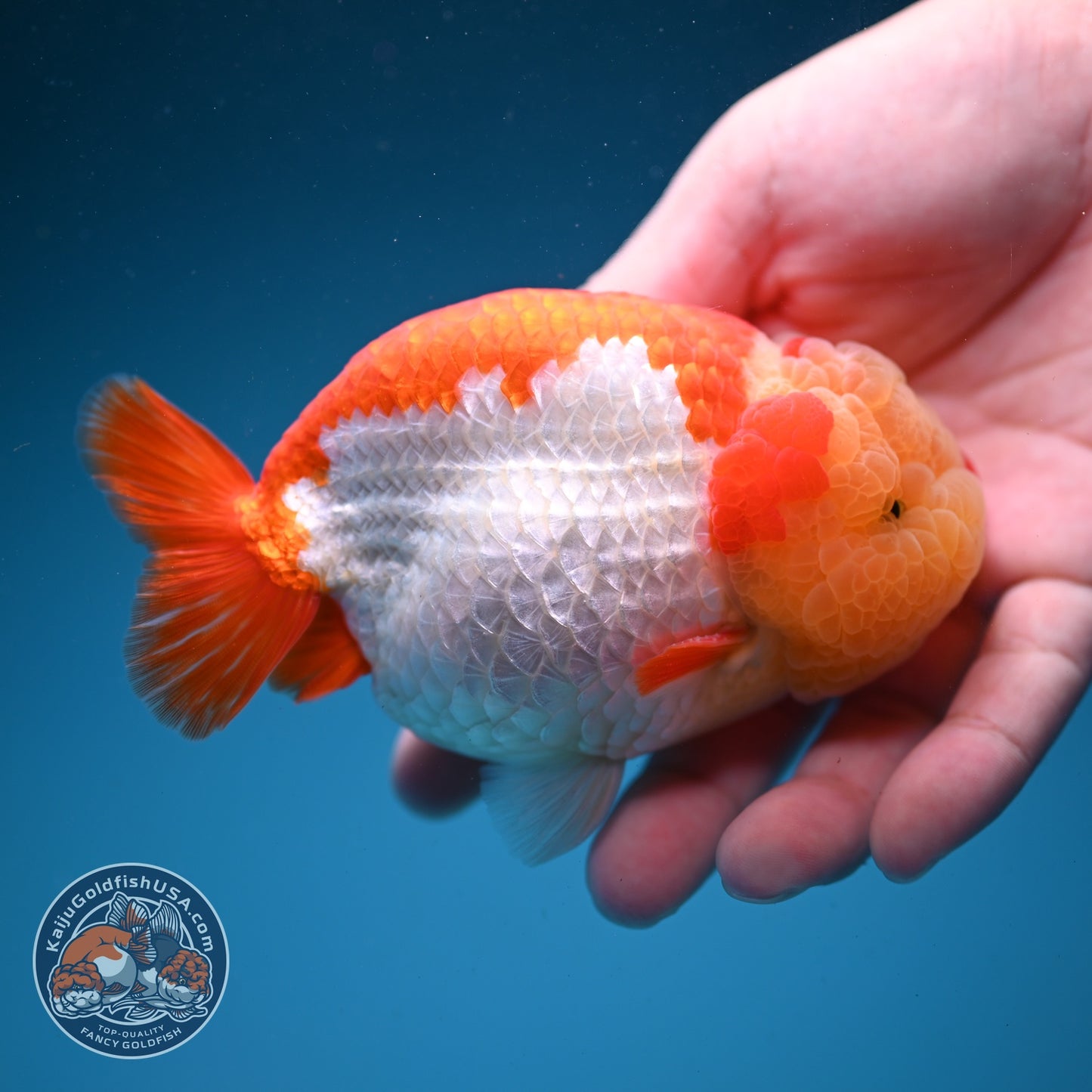Chubby Face Buffalo Ranchu 4 inch Body (260814_RC01)