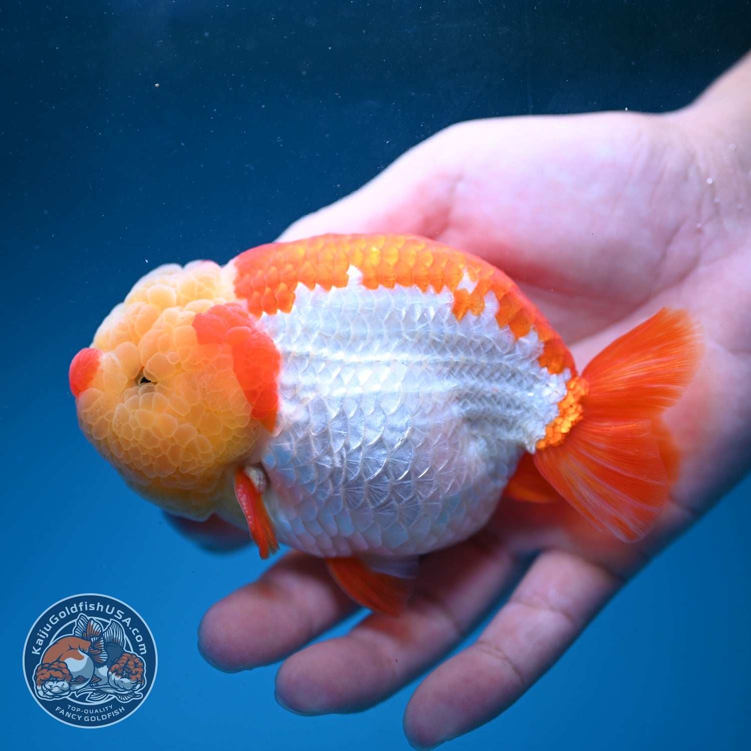 Chubby Face Buffalo Ranchu 4 inch Body (260814_RC01)