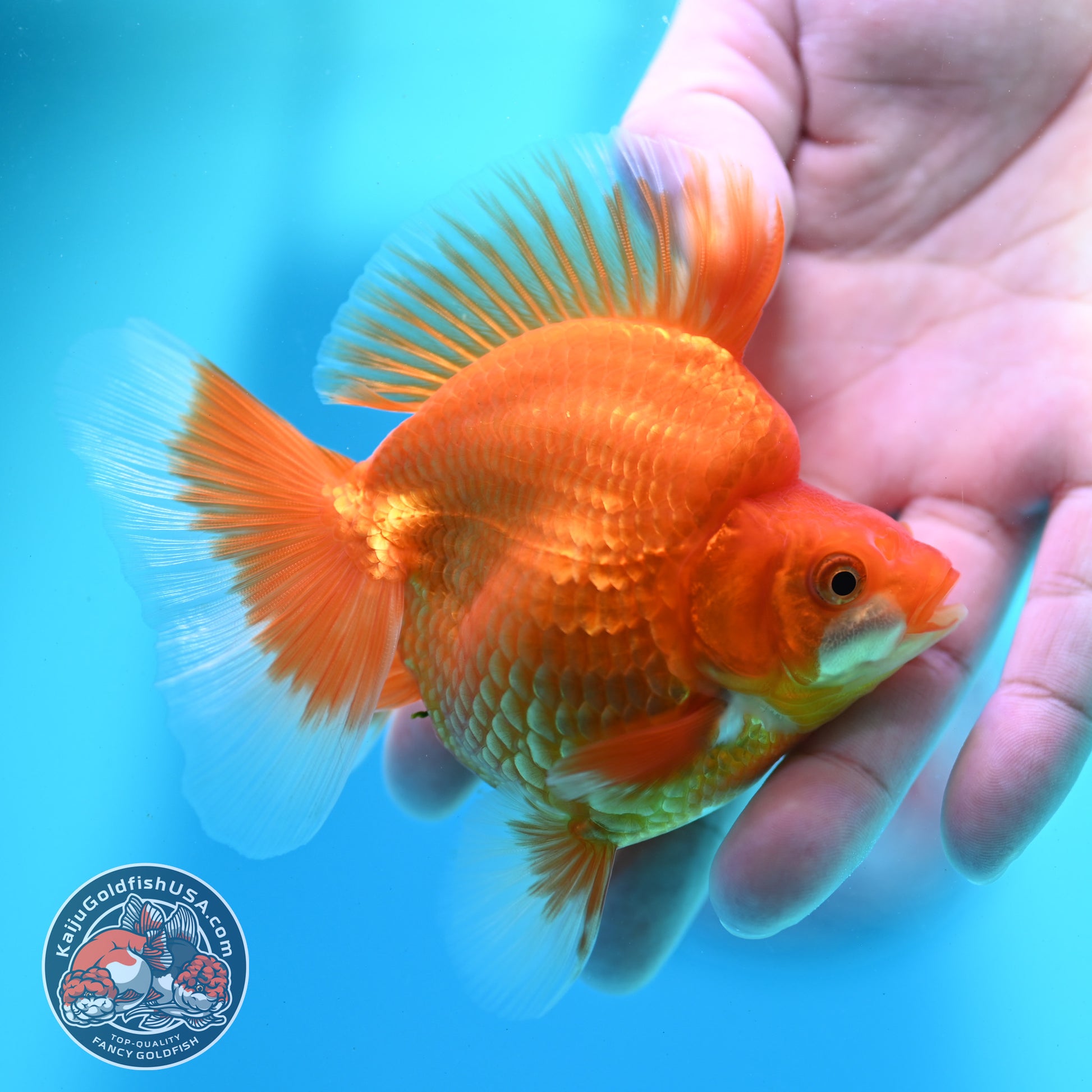 Classic Red Broad Tail Ryukin 3.2 inch Body (260515_RY09)