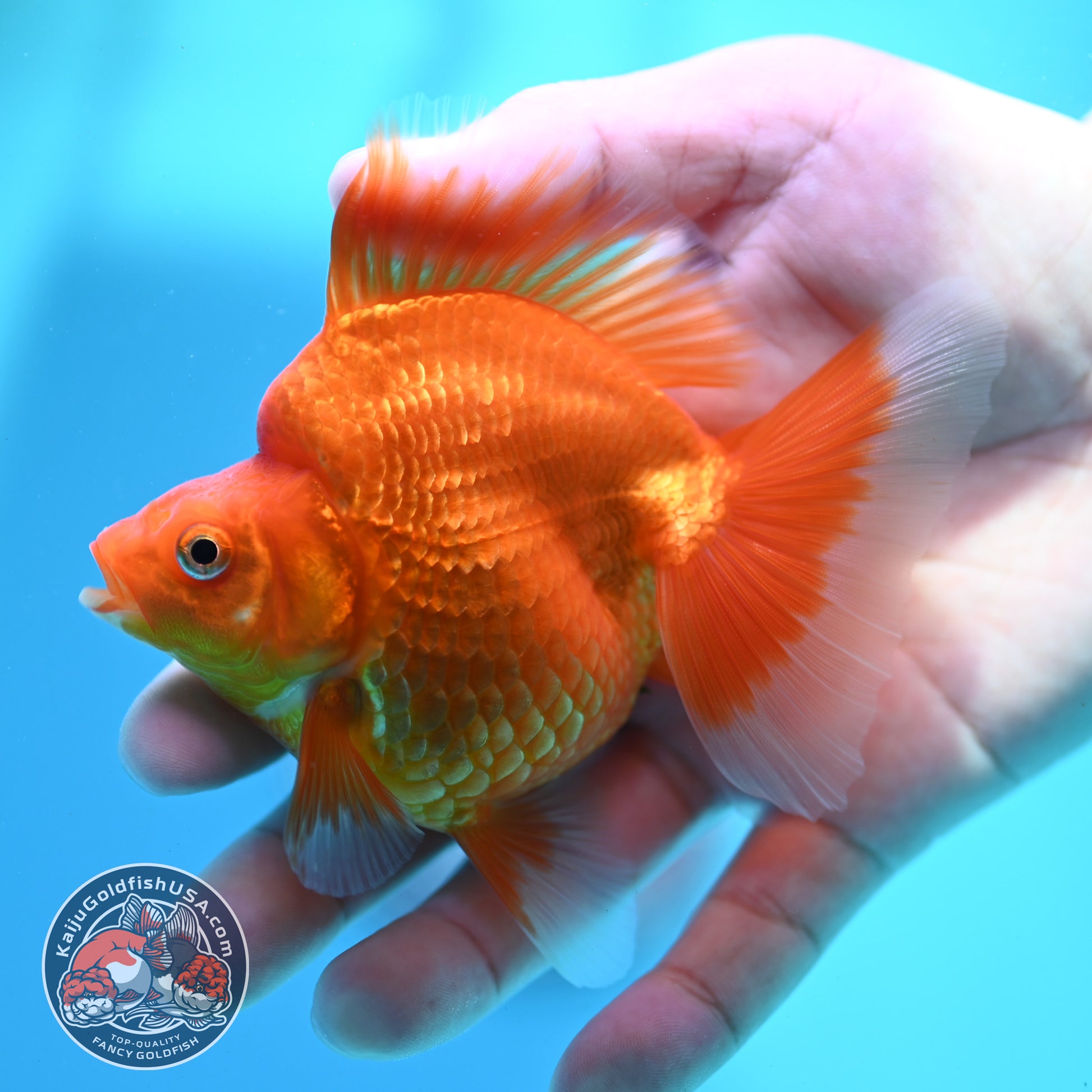 Classic Red Broad Tail Ryukin 3.2 inch Body (260515_RY09)