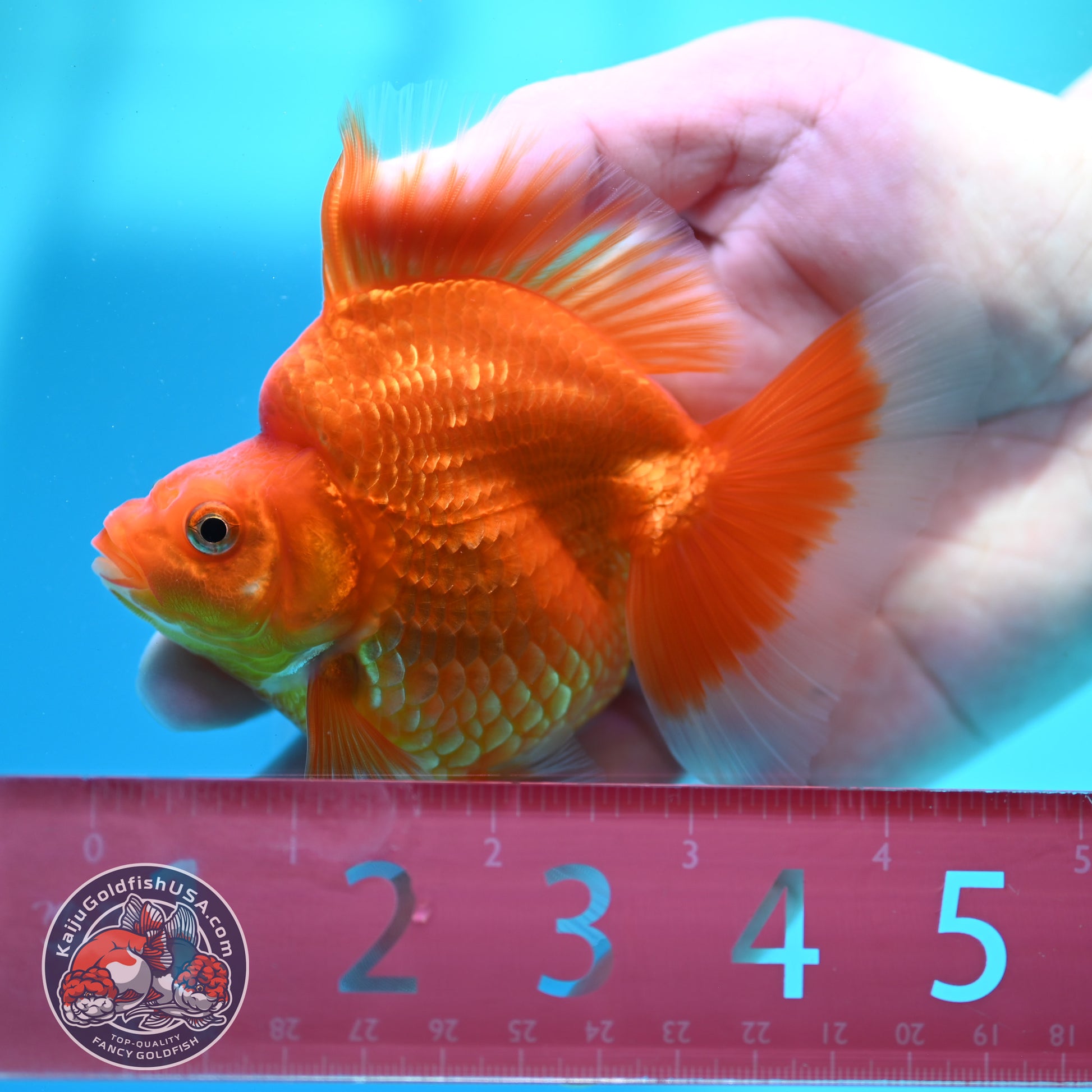 Classic Red Broad Tail Ryukin 3.2 inch Body (260515_RY09)
