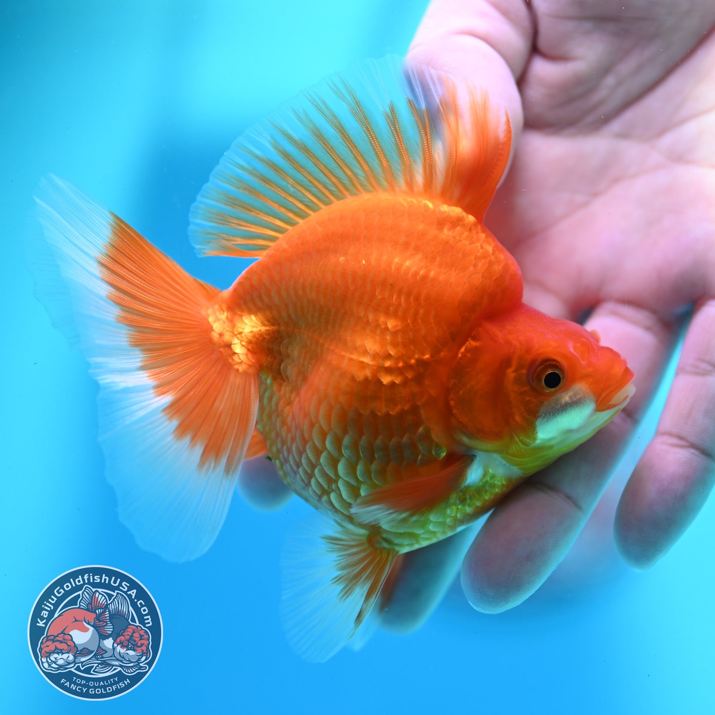 Classic Red Broad Tail Ryukin 3.2 inch Body (260515_RY09)